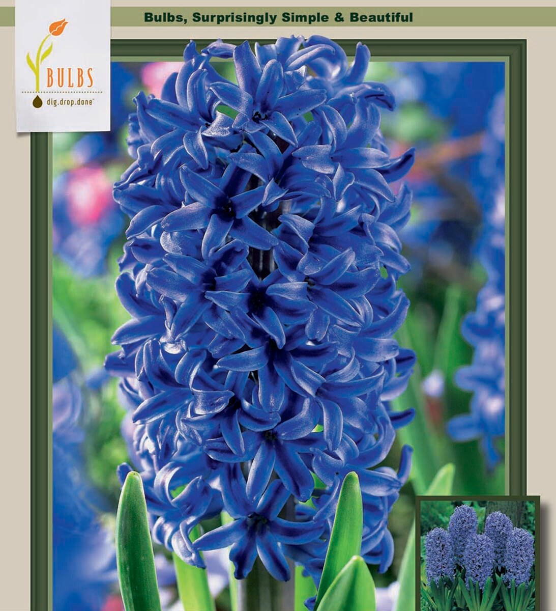 Blue Jacket Hyacinth 5 Bulbs - True Blue - Fragrant - 15/16 cm Bulbs