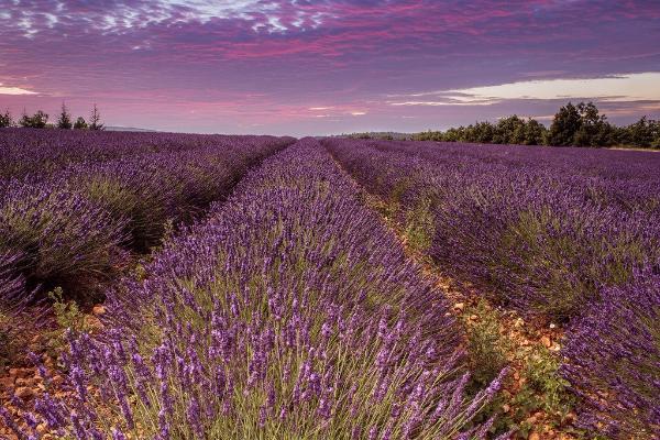 French Cade Lavender (type) - Compare to Voluspa&#xAE; Premium Fragrance Oil