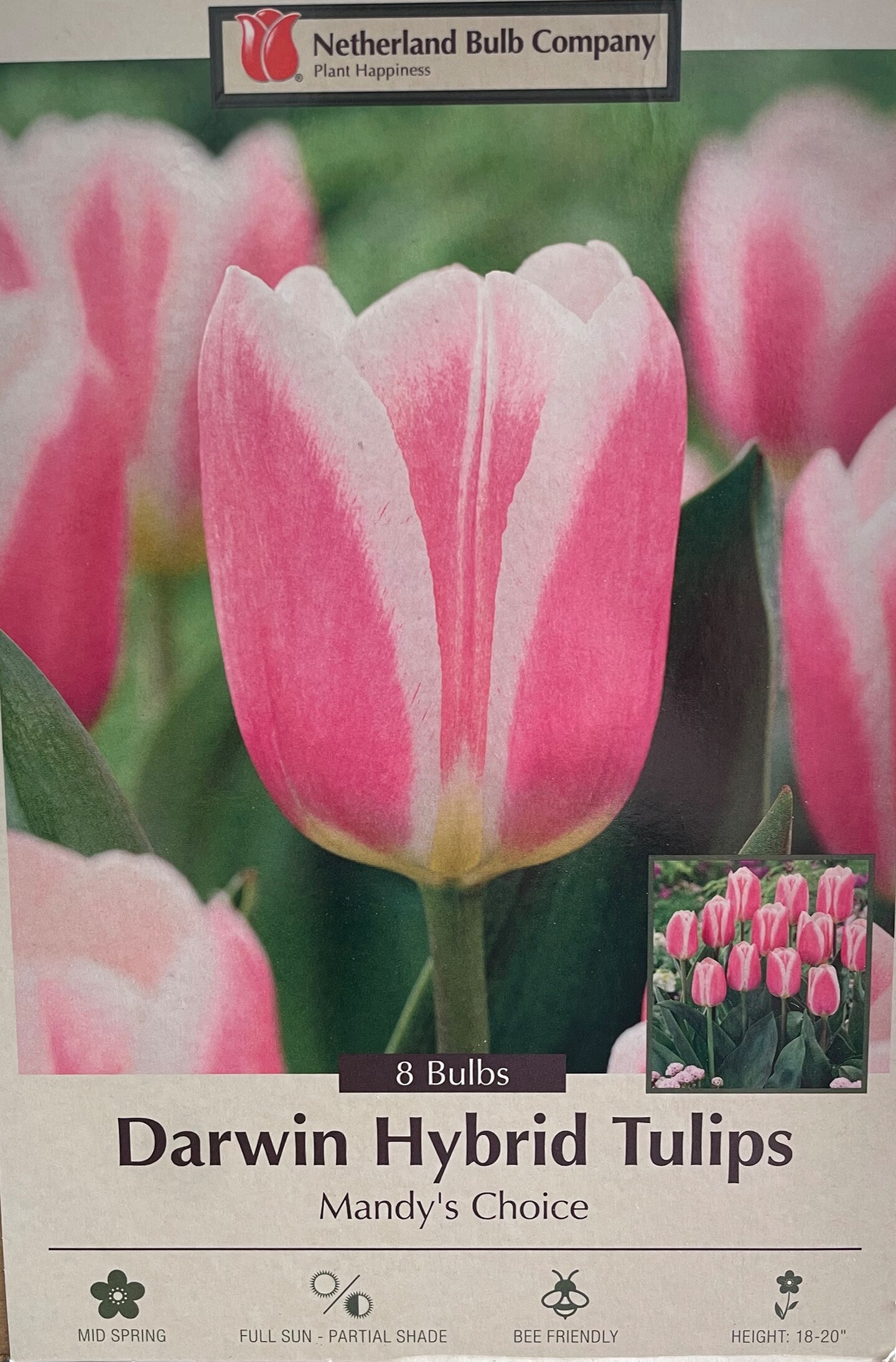 Mandy&#x27;s Choice Darwin Tulip - 8 Bulbs - 12/+ cm Bulbs - Large Flowers
