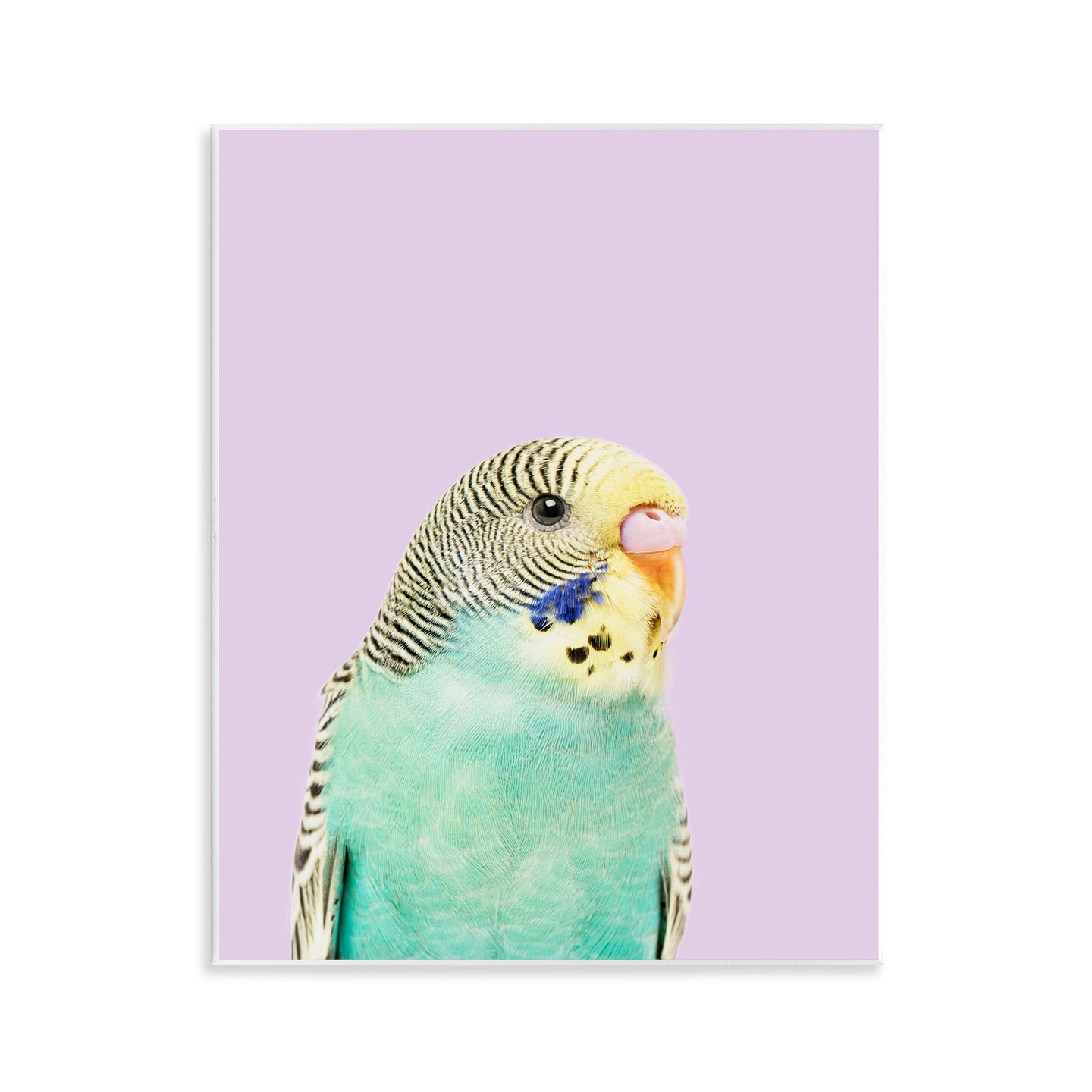 Stupell Industries Pastel Budgie Bird Wall Plaque Art Design by Sisi and Seb