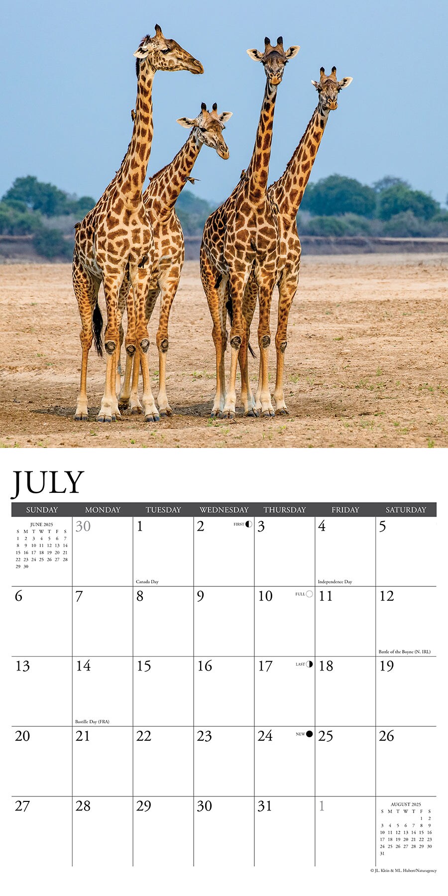 Giraffes 2025 Wall Calendar