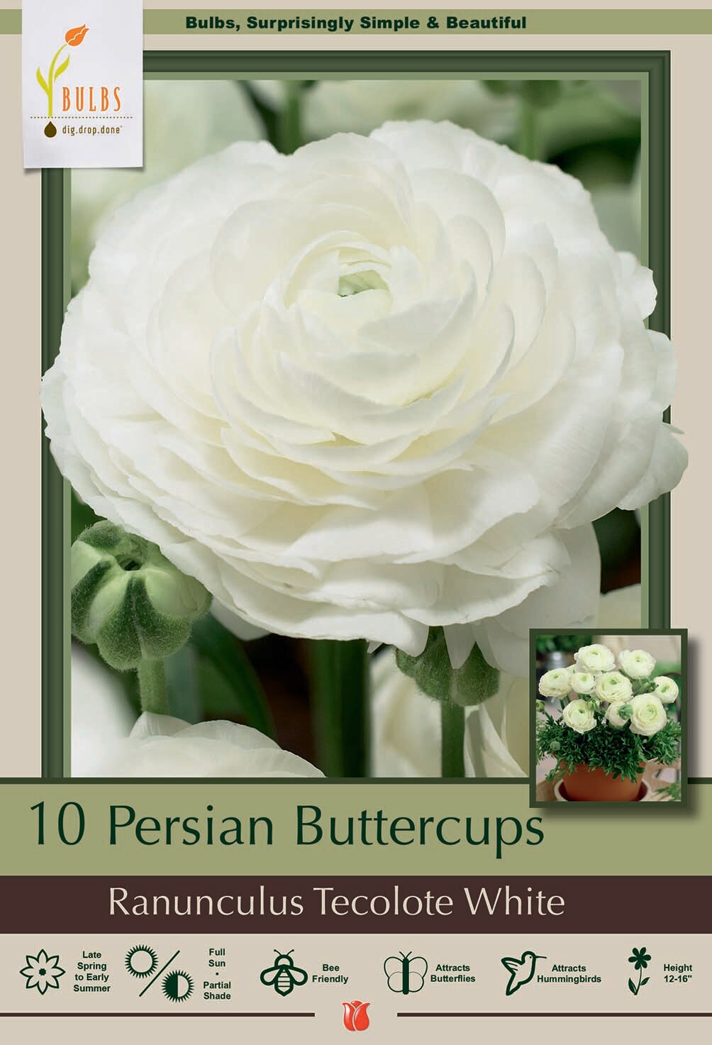 Magic White Persian Buttercup - Ranunculus - 10 Bulbs - 6/7 cm Bulbs