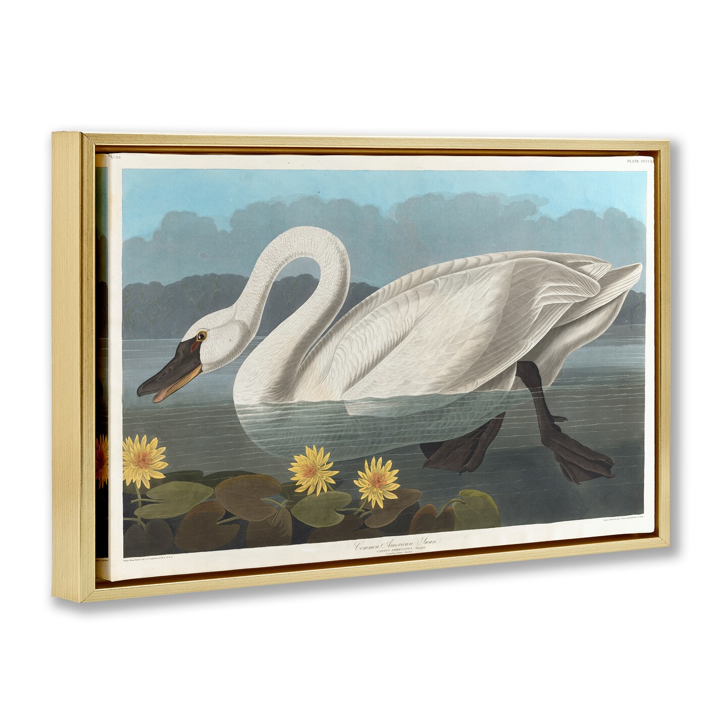 Stupell Industries Classic Common American Swan Framed Floater Canvas Wall Art Design by one1000paintings