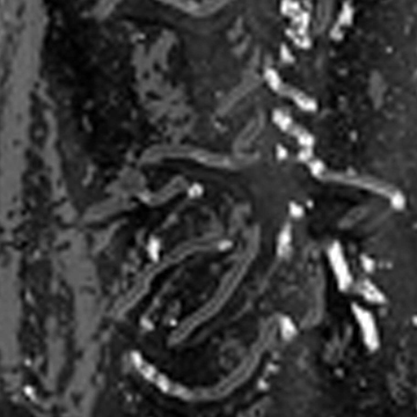Dinosaur Fossil Chocolate Mold