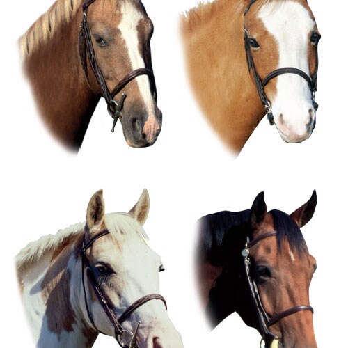 Decorative Stickers - Animals Bargain Bundle