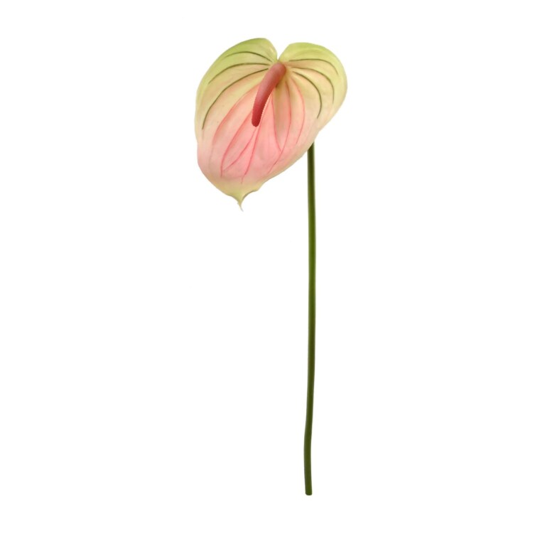 anthurium arancione Anthurium Dark Orange Flower Seeds – Heirloom, Non-GMO, High Germination  Organic Garden Seeds for Planting Exotic Indoor Blooms main image 0