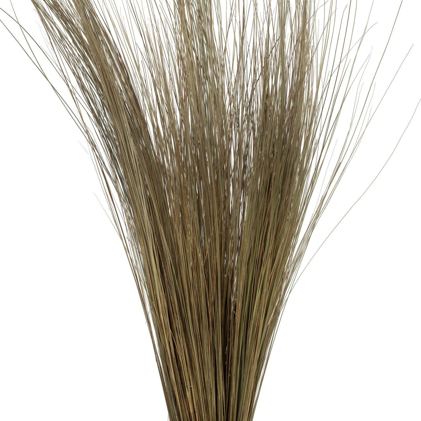 35-40&#x22; Natural Bright Grass 8oz Bu 2Pk