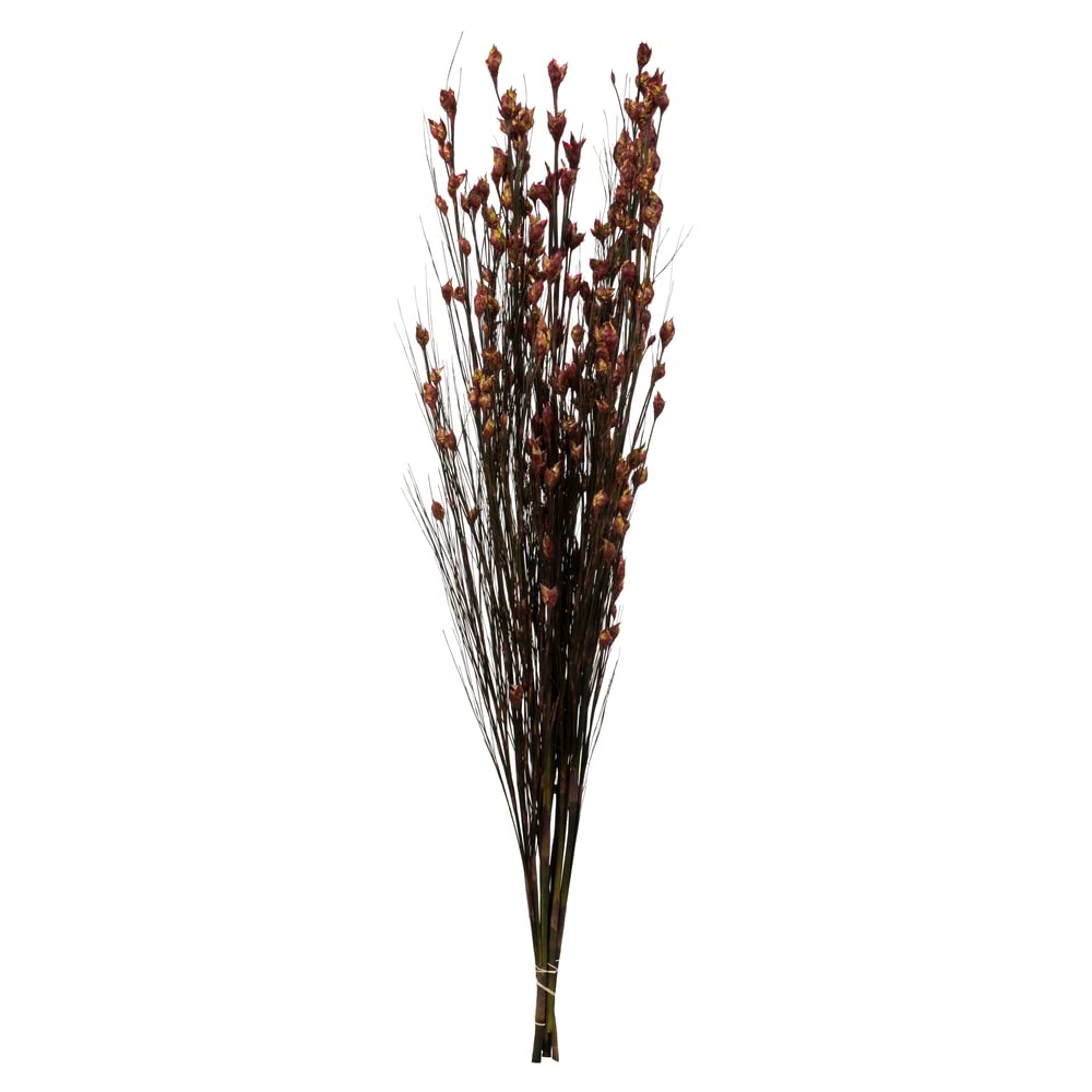 36-40" Bell Grass w/Merlot Pod Bundle
