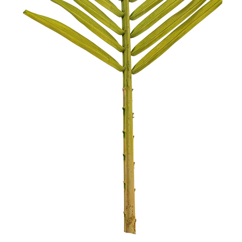 44&#x22; Basil Round Tip Palm Leaf 6/Bag