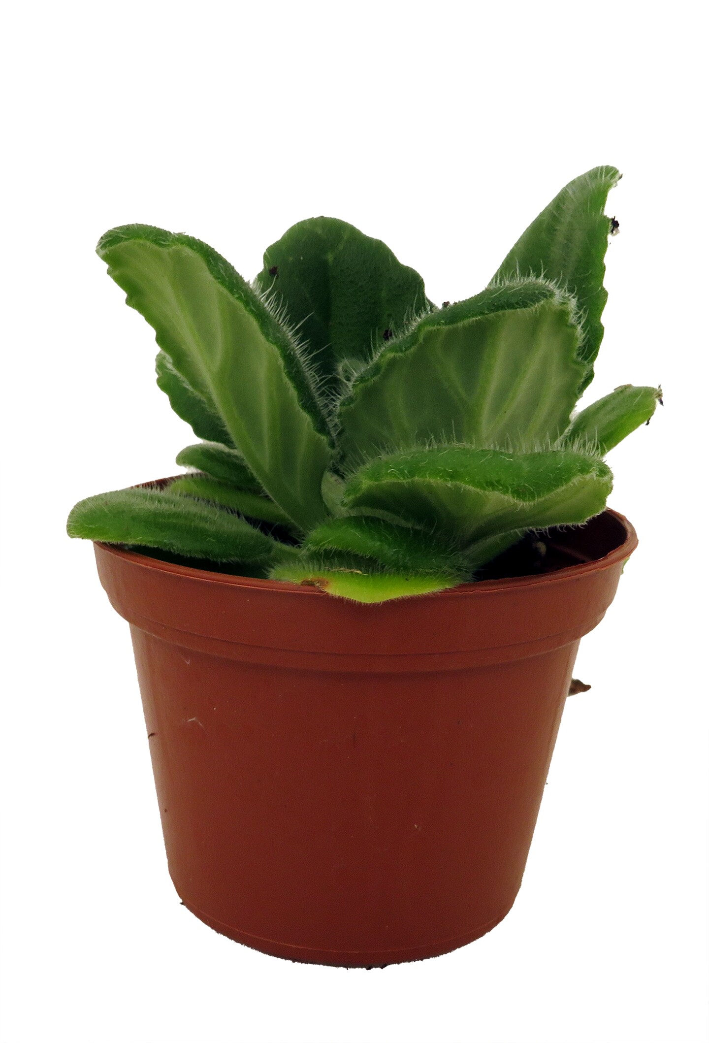 Crossroads Asian Violet - 2.5&#x22; Pot - Collector&#x27;s Series