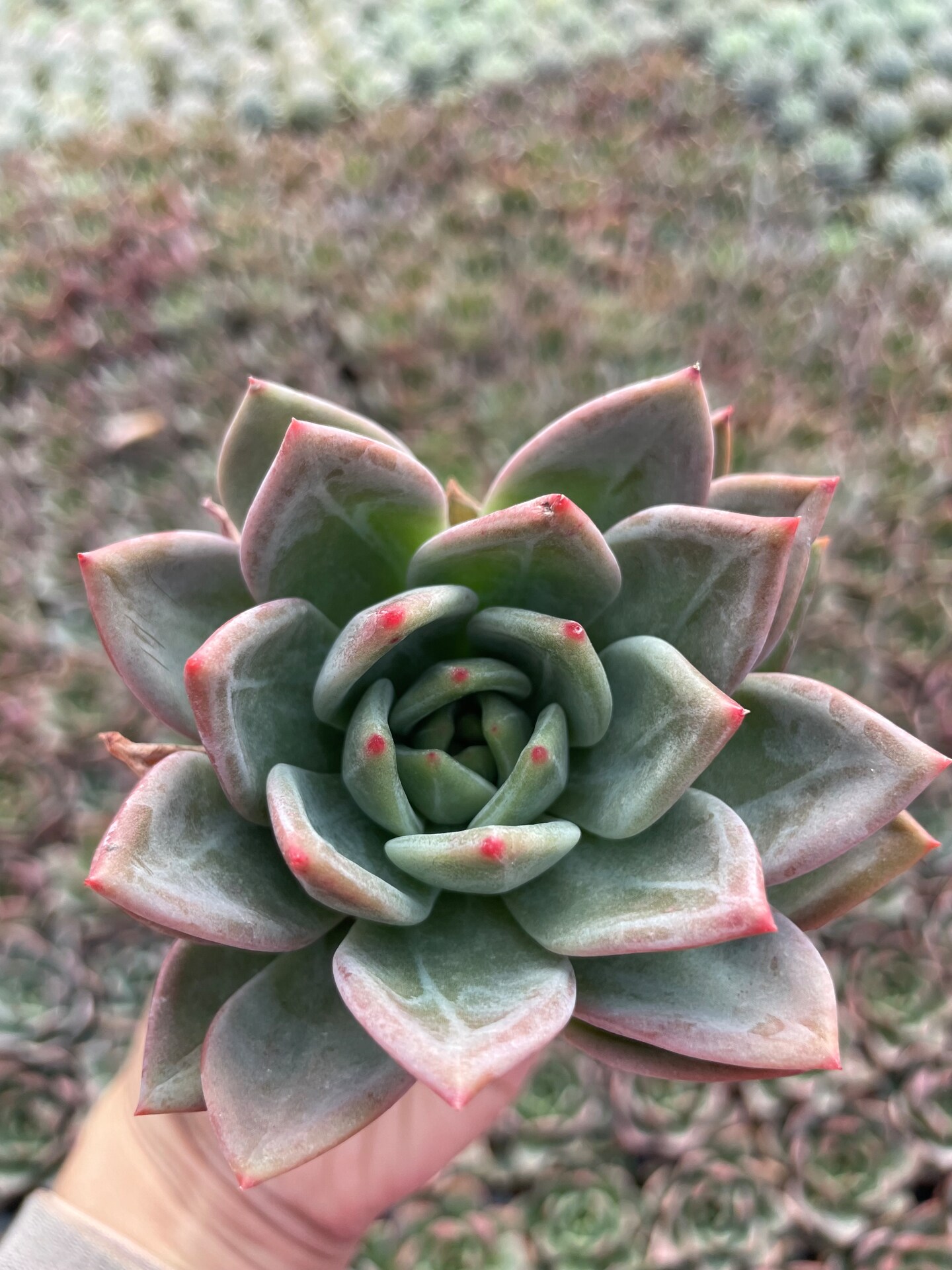 Echeveria Agavoides Emerald | MakerPlace by Michaels