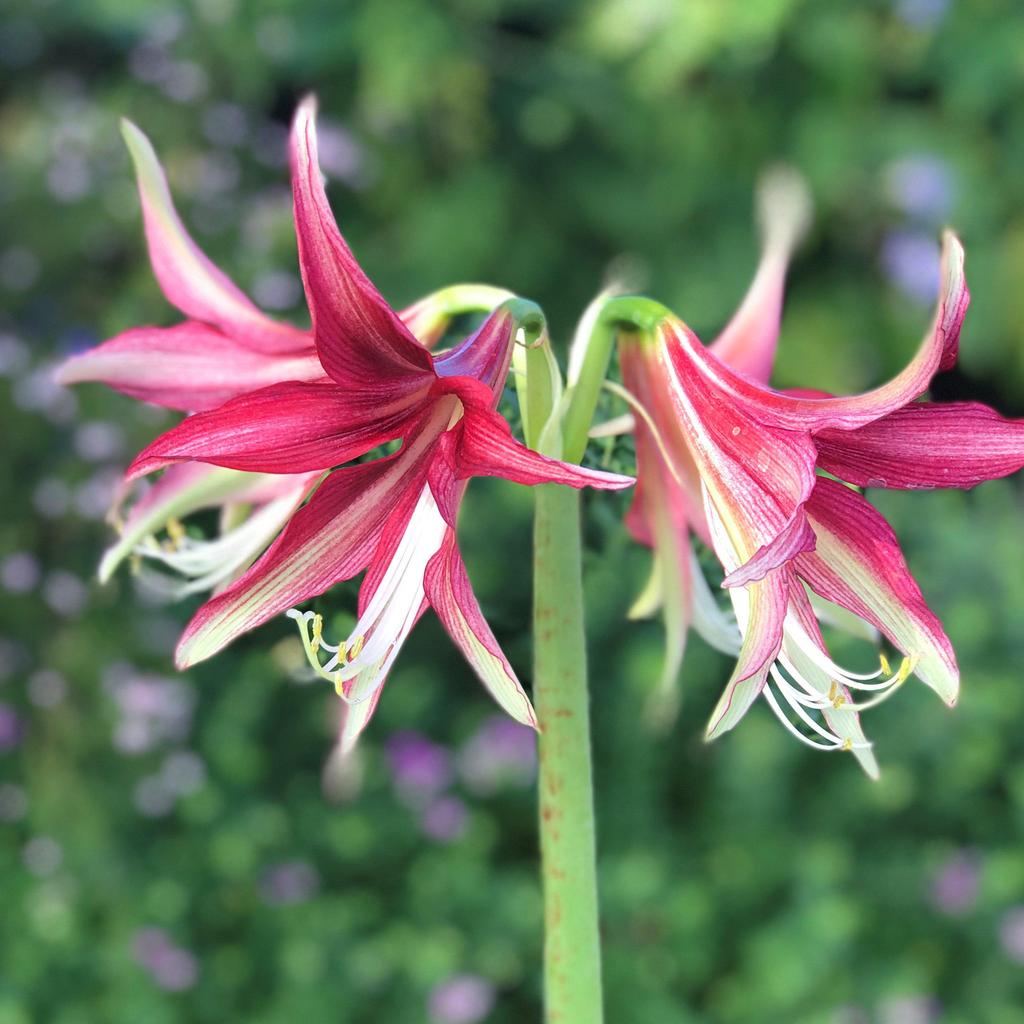 Quito Amaryllis - EXOTIC/NEW - Cybister - Pink &#x26; Mint Green - 26/+ cm Bulb