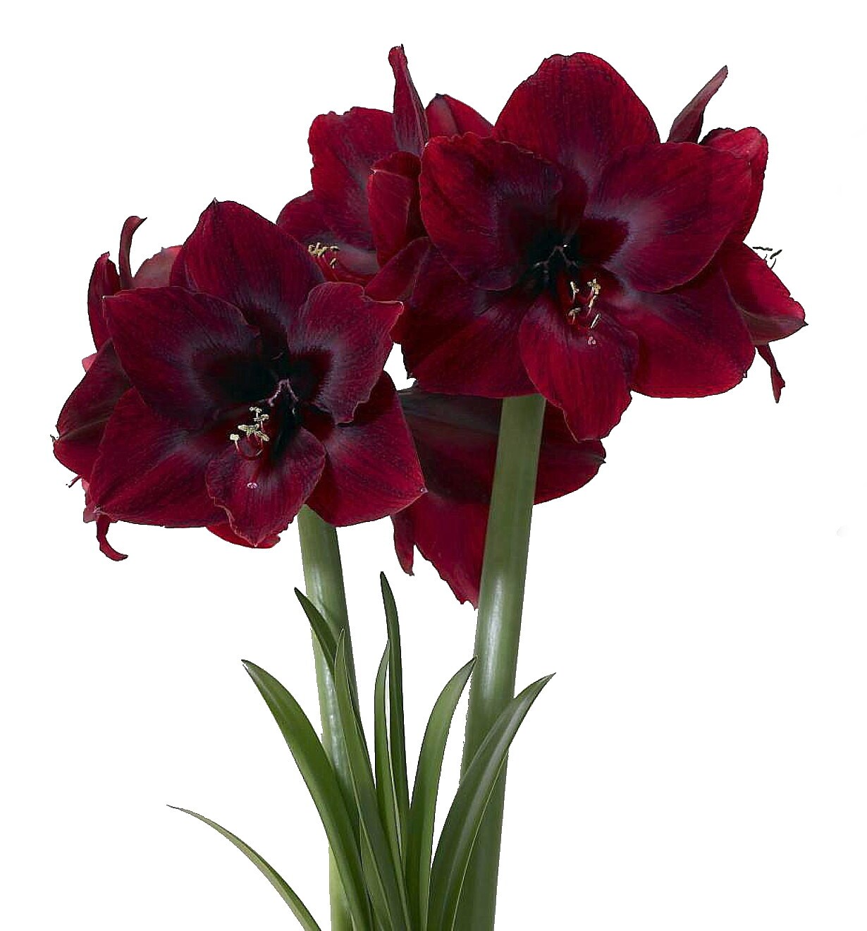 Black Pearl Amaryllis Bulb - 34/36cm Bulb - Holiday Blooms - One Bulb