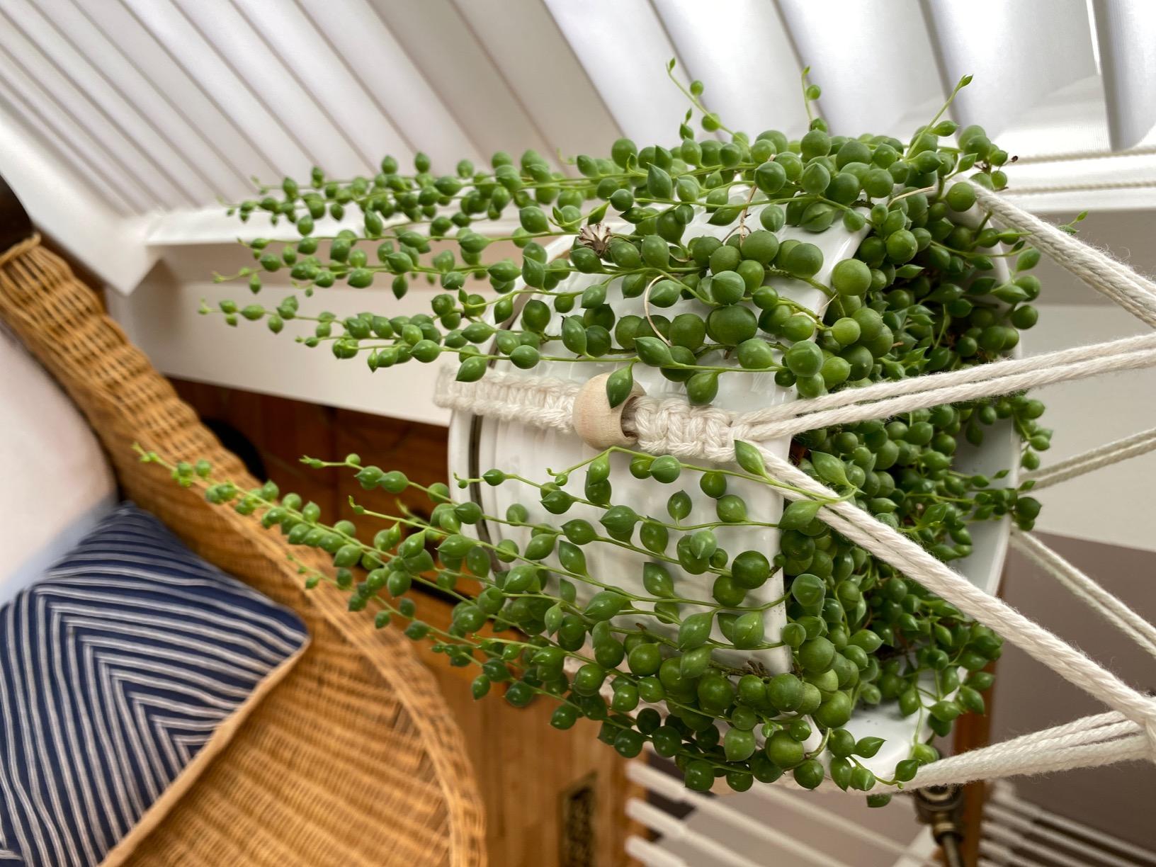 String of Pearls Live Succulent Plants Fully Rooted Rare House Plant for Home Office Decoration, DIY Projects, Party Favor Gift