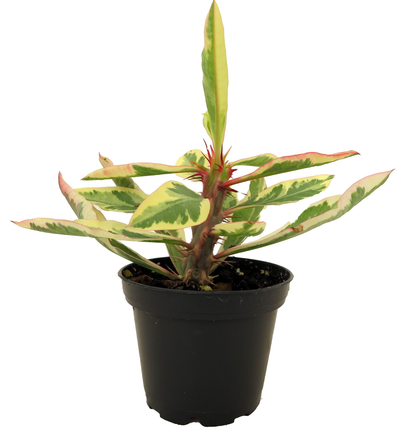 Rare White Lightening Crown of Thorns Plant - Euphorbia - 2.5" Pot - Trending