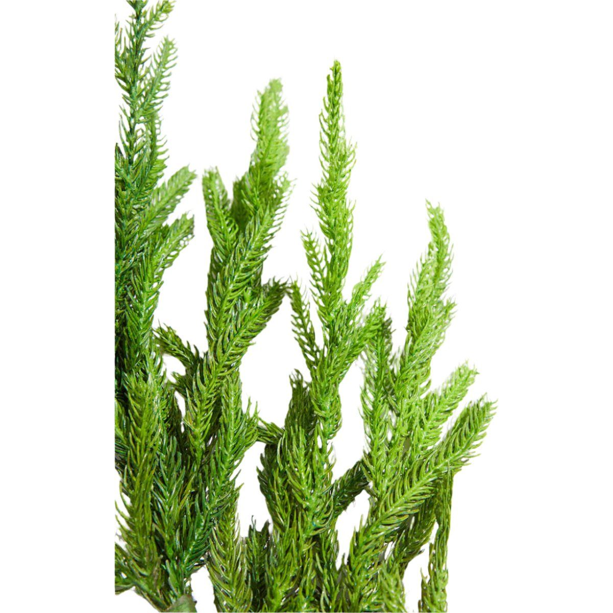 18&#x22; Soft Touch Norfolk Pine Pick