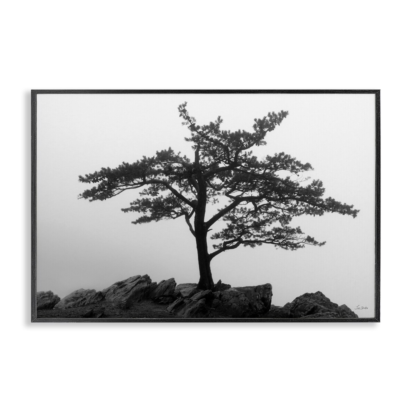 Stupell Industries Lone Tree on Rocks Framed Giclee Wall Art Design by Lori Deiter