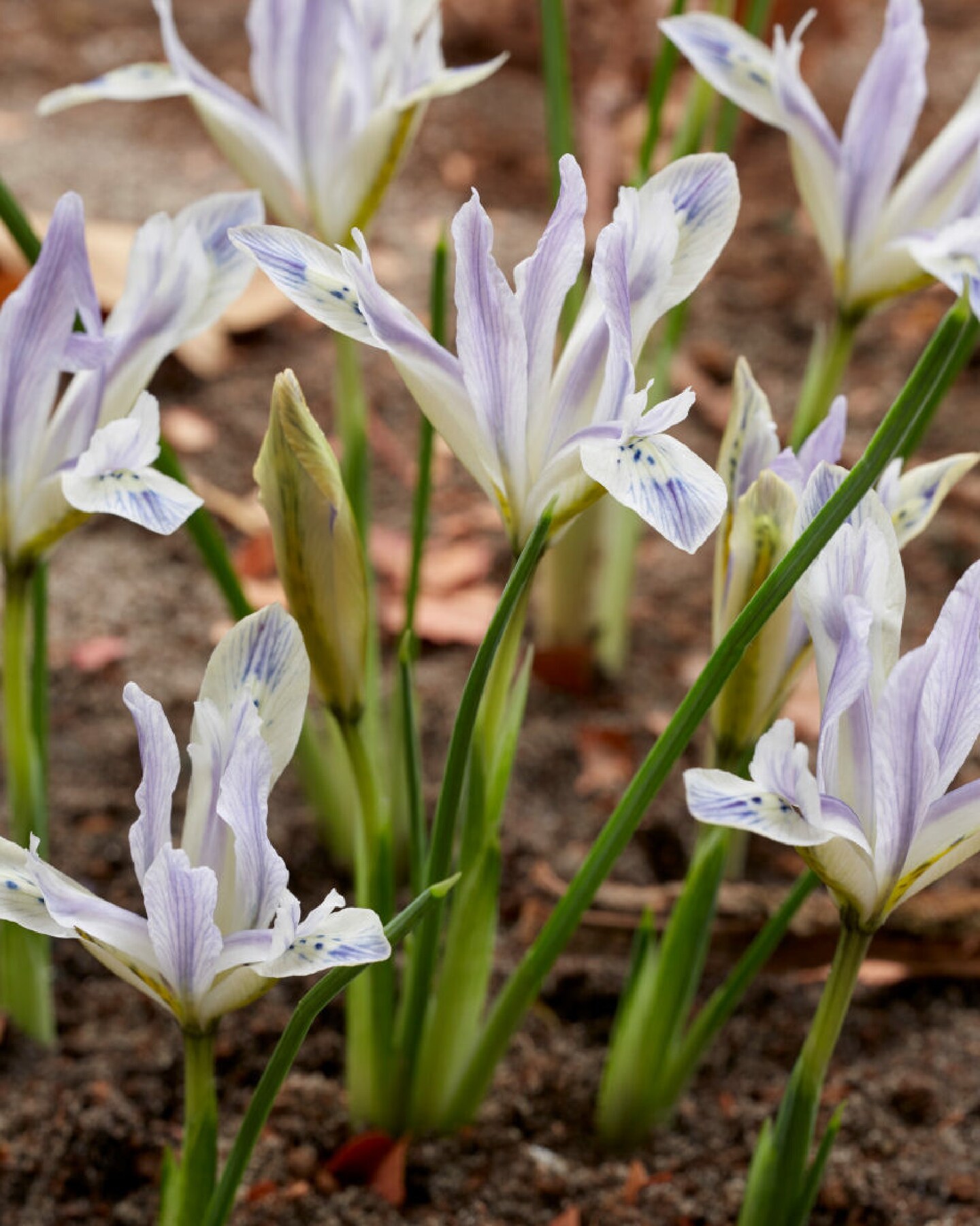 Painted Lady - Dwarf Iris reticulata - 20 Bulbs - 5/+cm Bulbs
