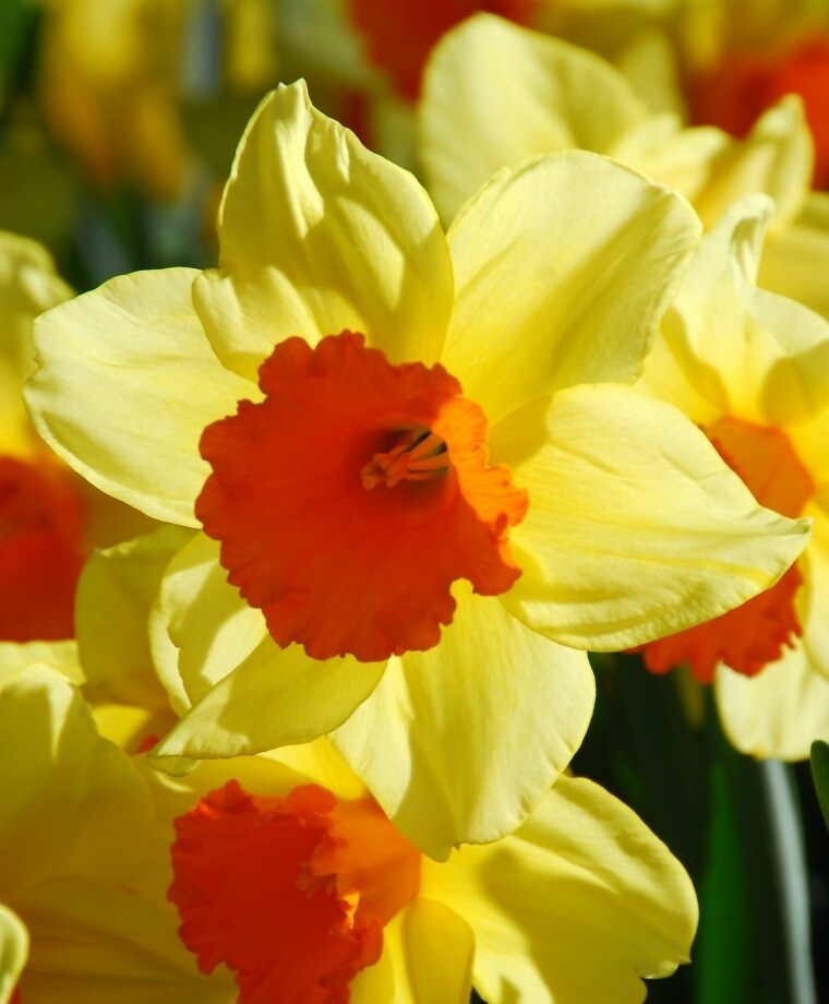 Fortissimo Large Cup Daffodil - 7 Bulbs 14/16 cm - Long Flowering Period