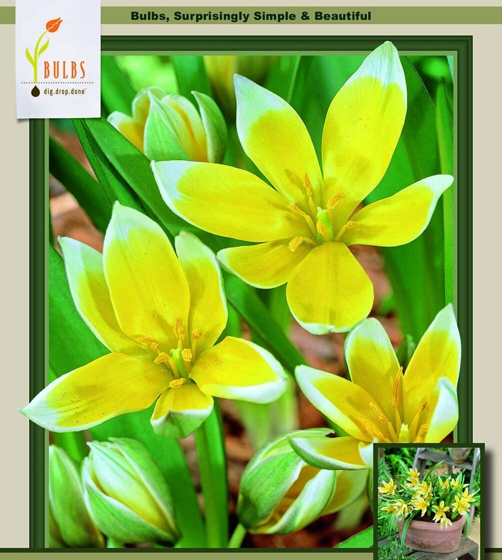 Tarda Perennial Tulip 20 Bulbs - Very Hardy - 8/+ cm Bulbs