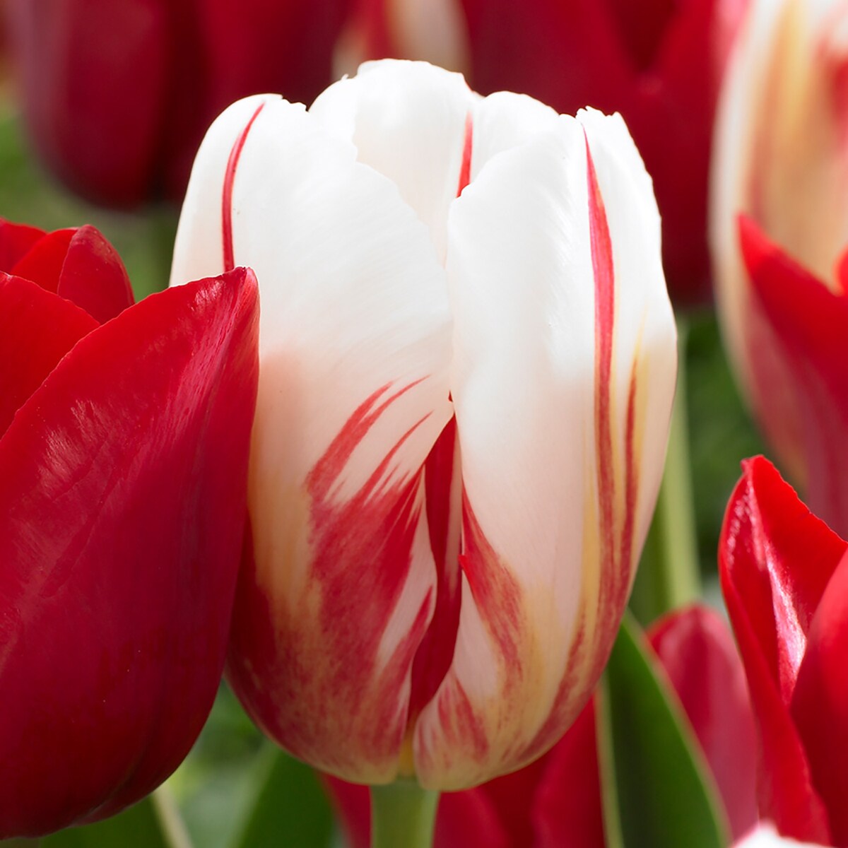 Carnaval de Rio Triumph Tulip 10 Bulbs - 12/+ cm Bulbs