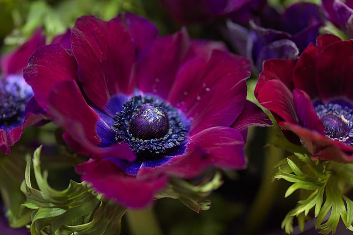 Bordeaux Anemone Windflower - 10 Bulbs - 4/5 cm Bulbs - NEW