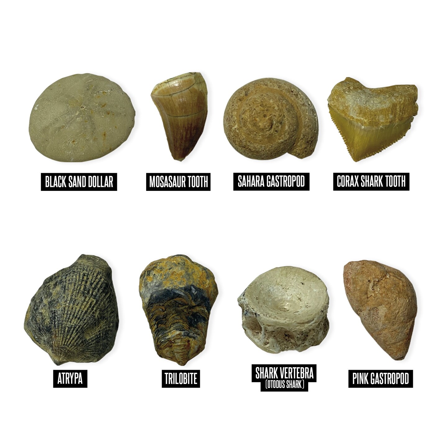 GeoSafari&#xAE; Jr. Fossil Excavation Kit
