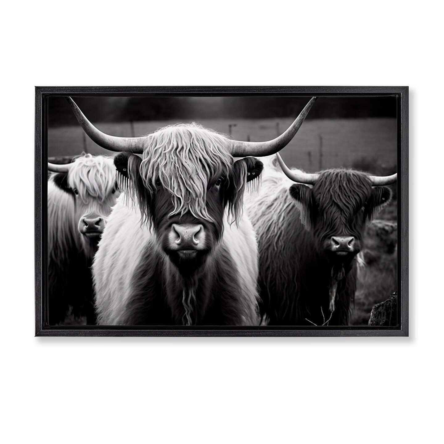Stupell Industries Black & White Highland Cows Floater Framed Canvas Wall Art Design by Franklyn Gregory
