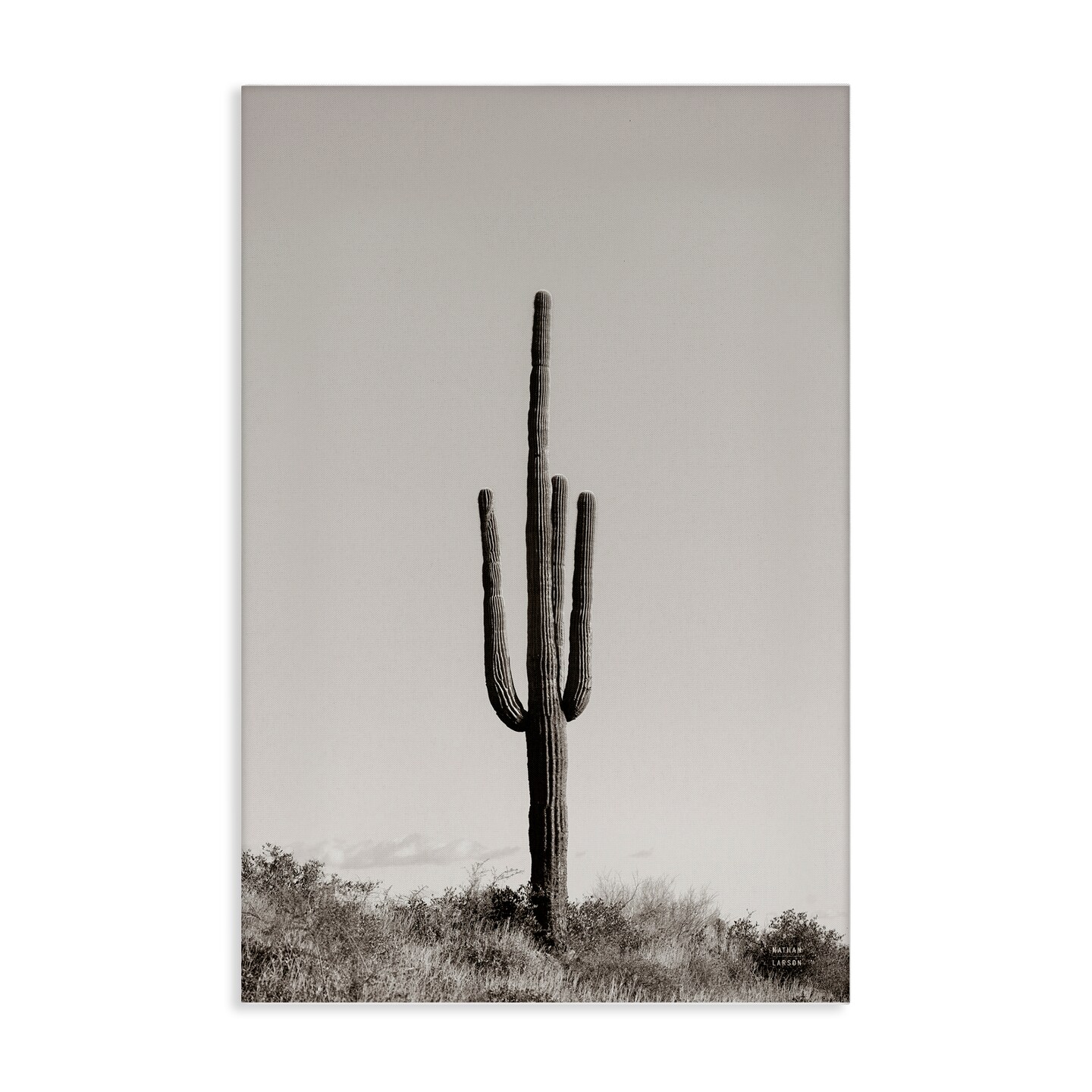 Stupell Industries Clear Afternoon Cactus Canvas Wall Art Design by Nathan Larson