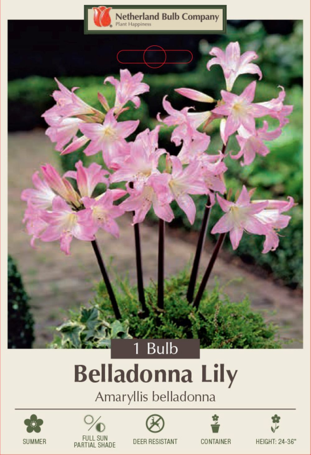 Rosy Pink Belladonna Lily - Amaryllis - Jersey Lily - 24/26 cm Bulb