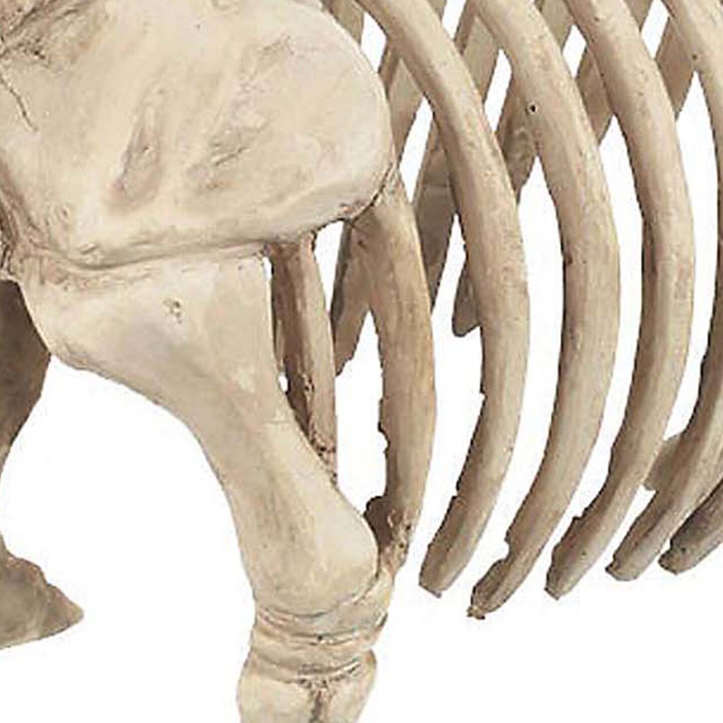 Pig Skeleton Farmyard Halloween Decoration for Spooky Party Displays
