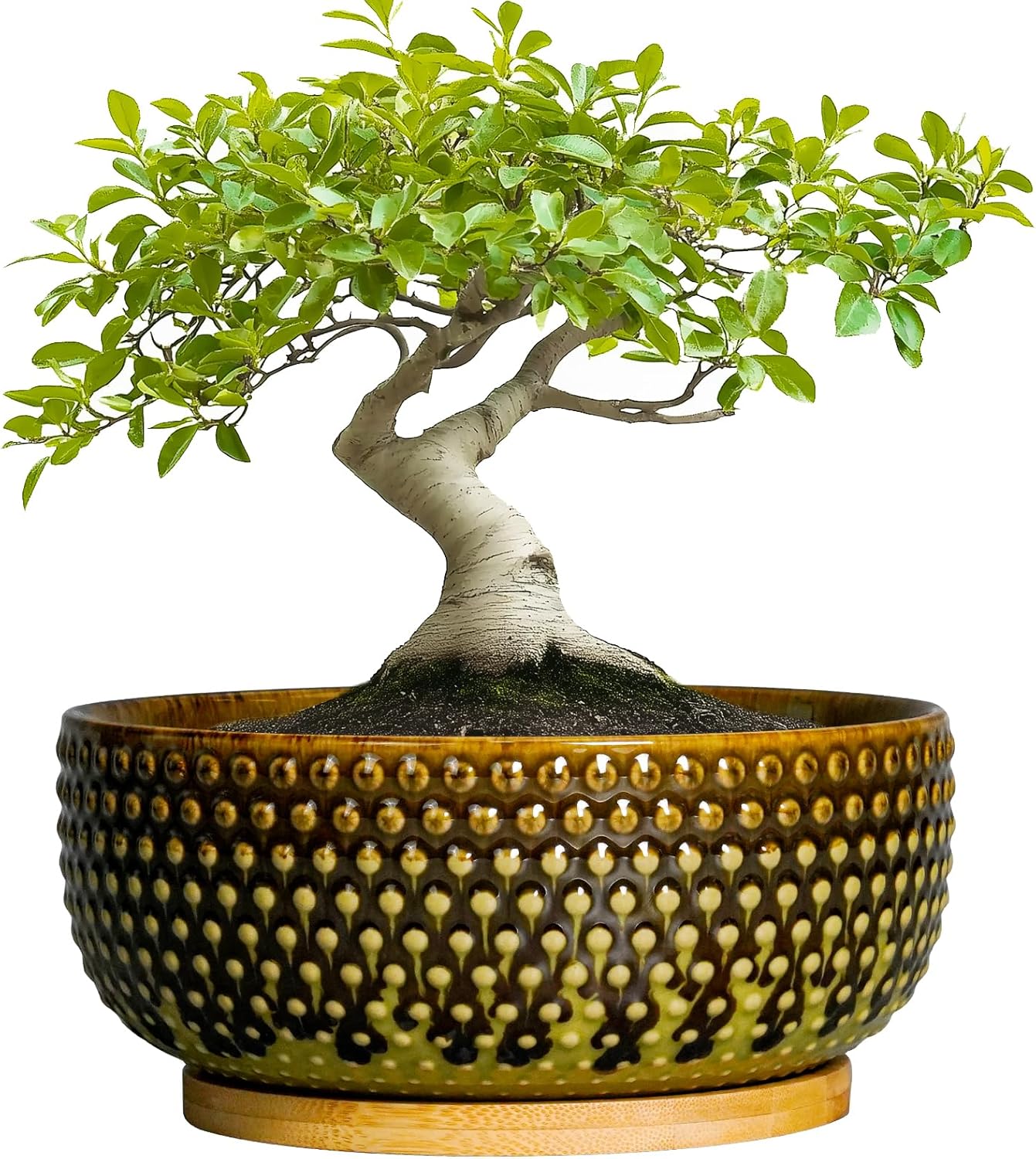 8" Ceramic Bonsai Pot – Round Indoor Planter with Drainage & Tray for Succulents & Decorative Plants