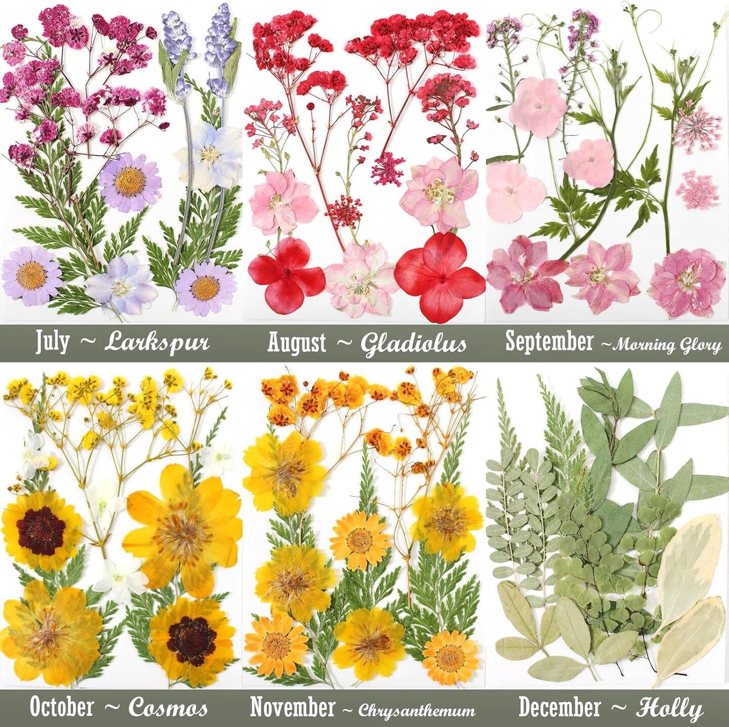 12 Packs Real Dried Flowers for Crafts