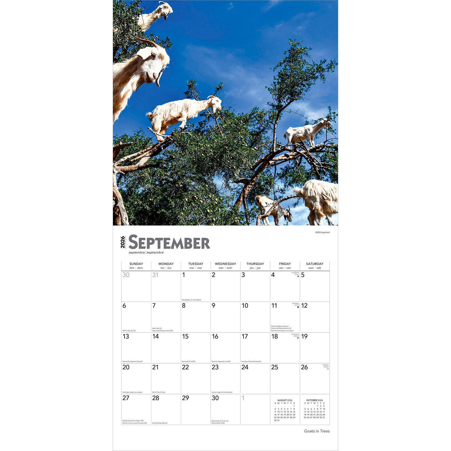 Goats in Trees | 2026 12 x 24 Inch (Hanging) Monthly Square Wall Calendar | Plastic-Free | BrownTrout | Domestic Funny Farm Animals
