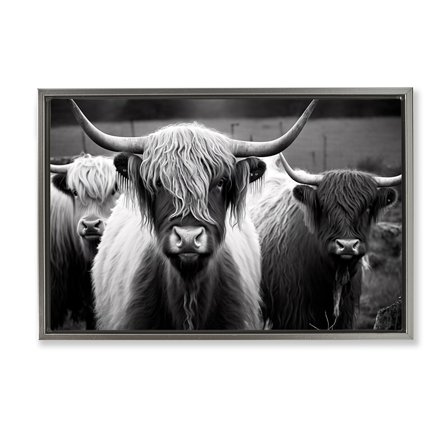 Stupell Industries Black & White Highland Cows Floater Framed Canvas Wall Art Design by Franklyn Gregory