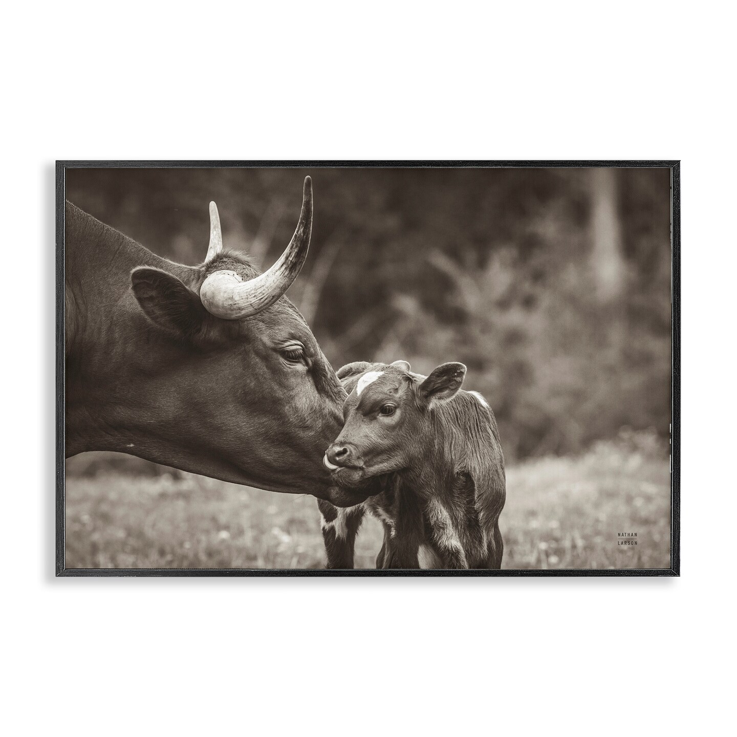 Stupell Industries Longhorn Kiss Photography Framed Giclee Wall Art Design by Nathan Larson