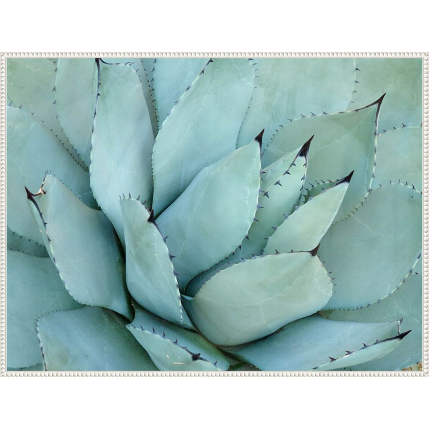 Agave Detail IV by Brittany Evans Framed Canvas Wall Art