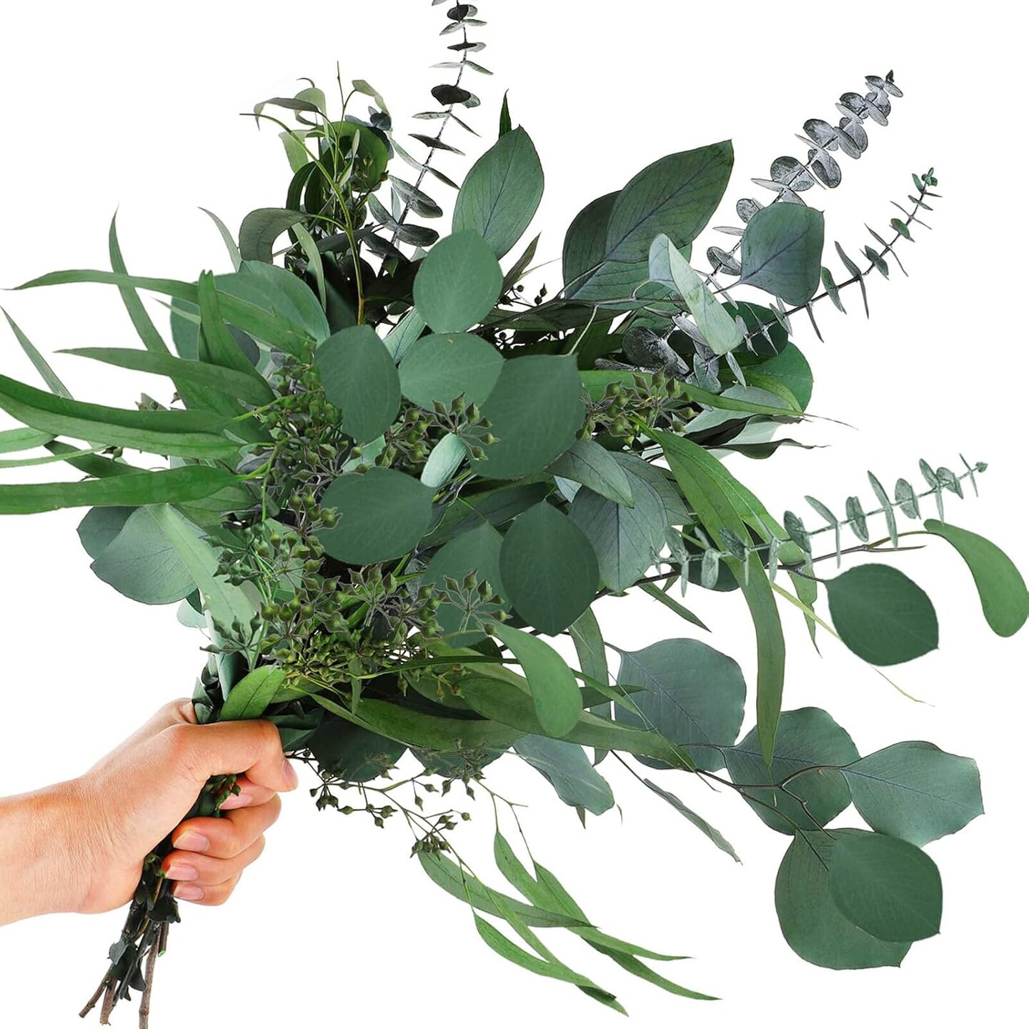 12Pcs Mixed Real Dried Eucalyptus Leaves Stems - Preserved Eucalyptus Branches, Silver Dollar Eucalyptus, Seeded Eucalyptus Bouquets for Vase Floral Arrangements Wedding Greenery Decor