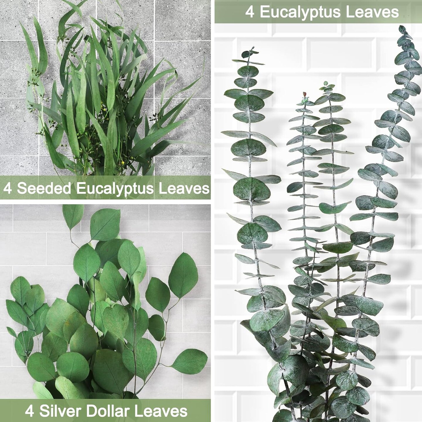 12Pcs Mixed Real Dried Eucalyptus Leaves Stems - Preserved Eucalyptus Branches, Silver Dollar Eucalyptus, Seeded Eucalyptus Bouquets for Vase Floral Arrangements Wedding Greenery Decor