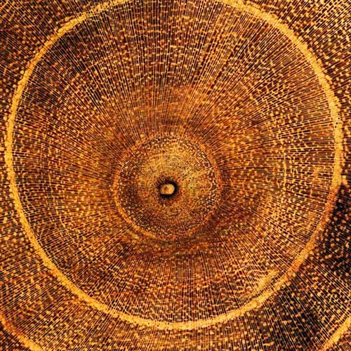 Arboreal Rings I by Laurent Pinsard Wall Art Décor 19 3/4 x 19 3/4 Art Print