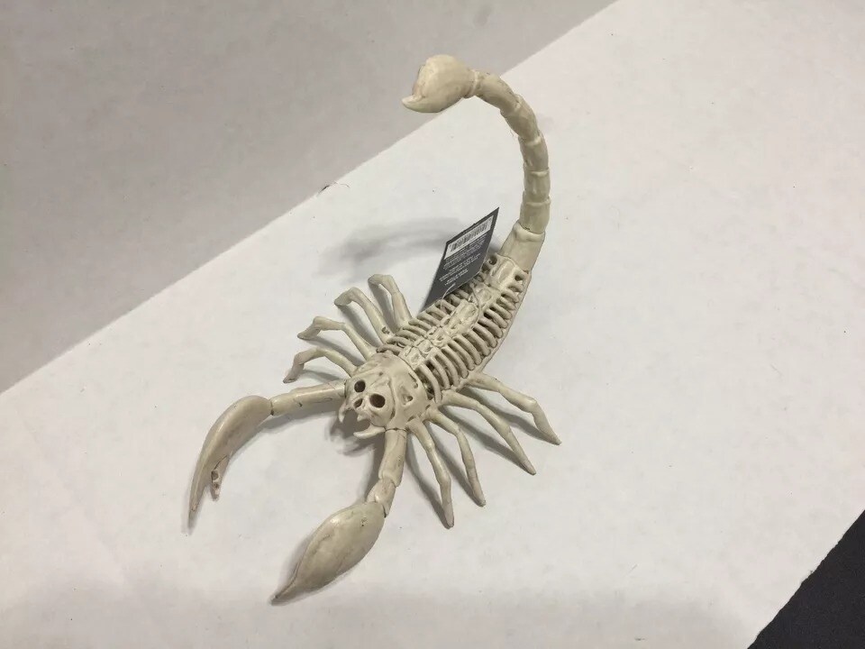 Realistic Skeleton Scorpion with Durable Injection Plastic 9 Inches Long