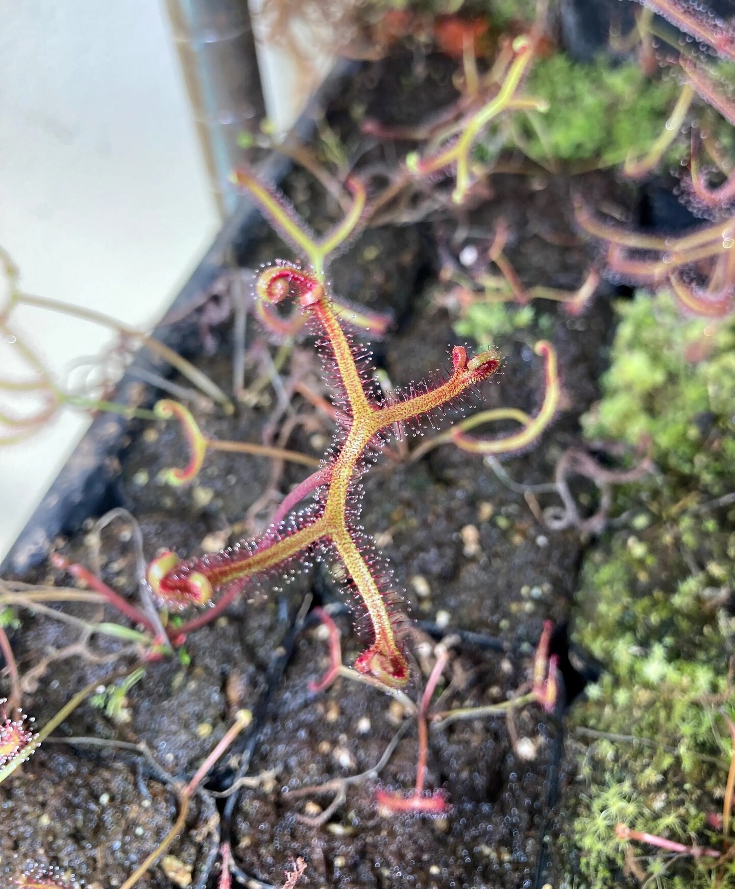 Drosera binata var. multifida 