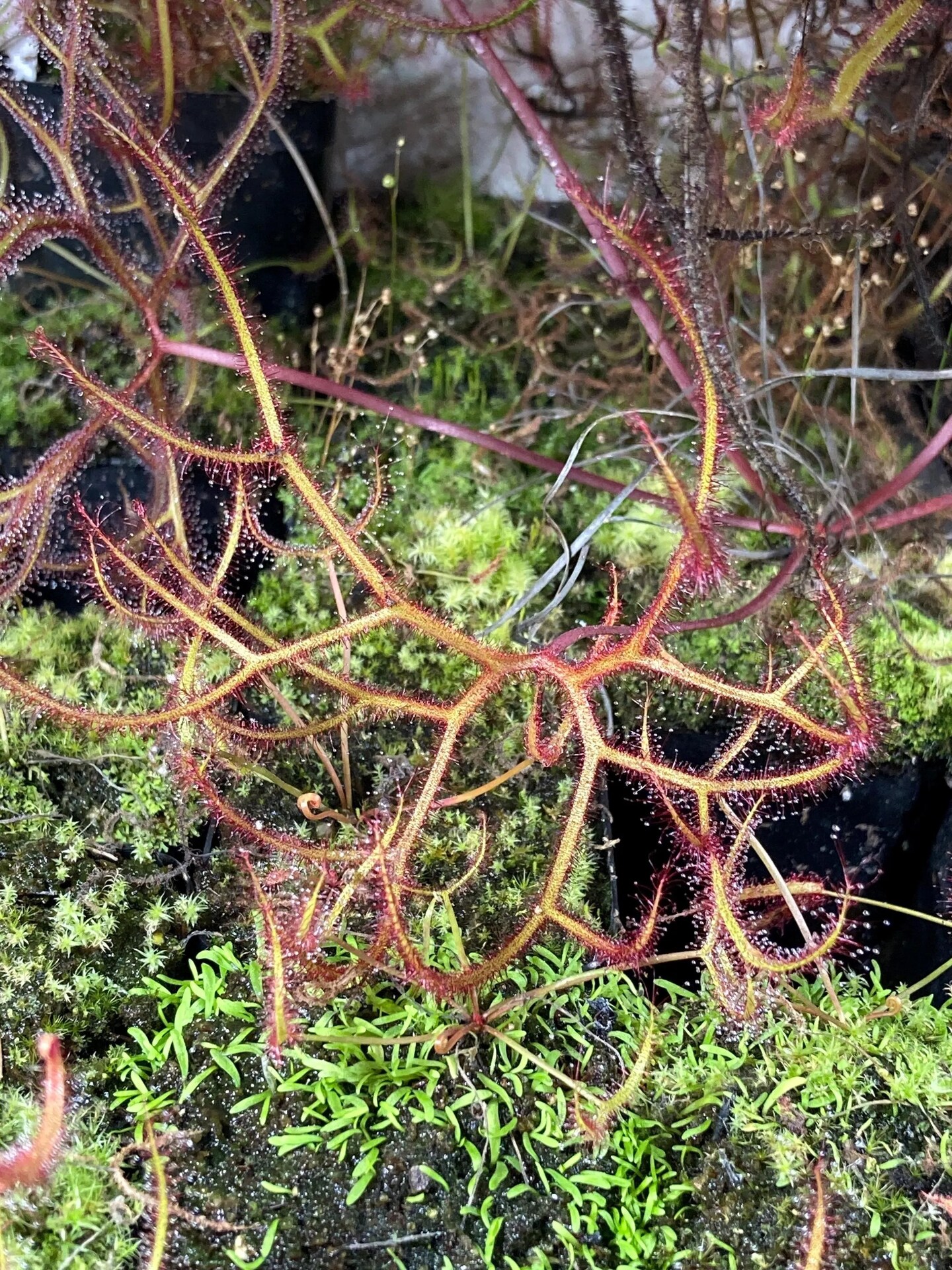 Drosera binata var. multifida 