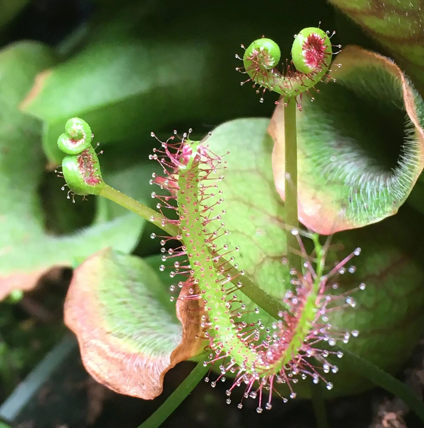 Drosera binata var. binata Potted Live Rare Carnivorous Plant