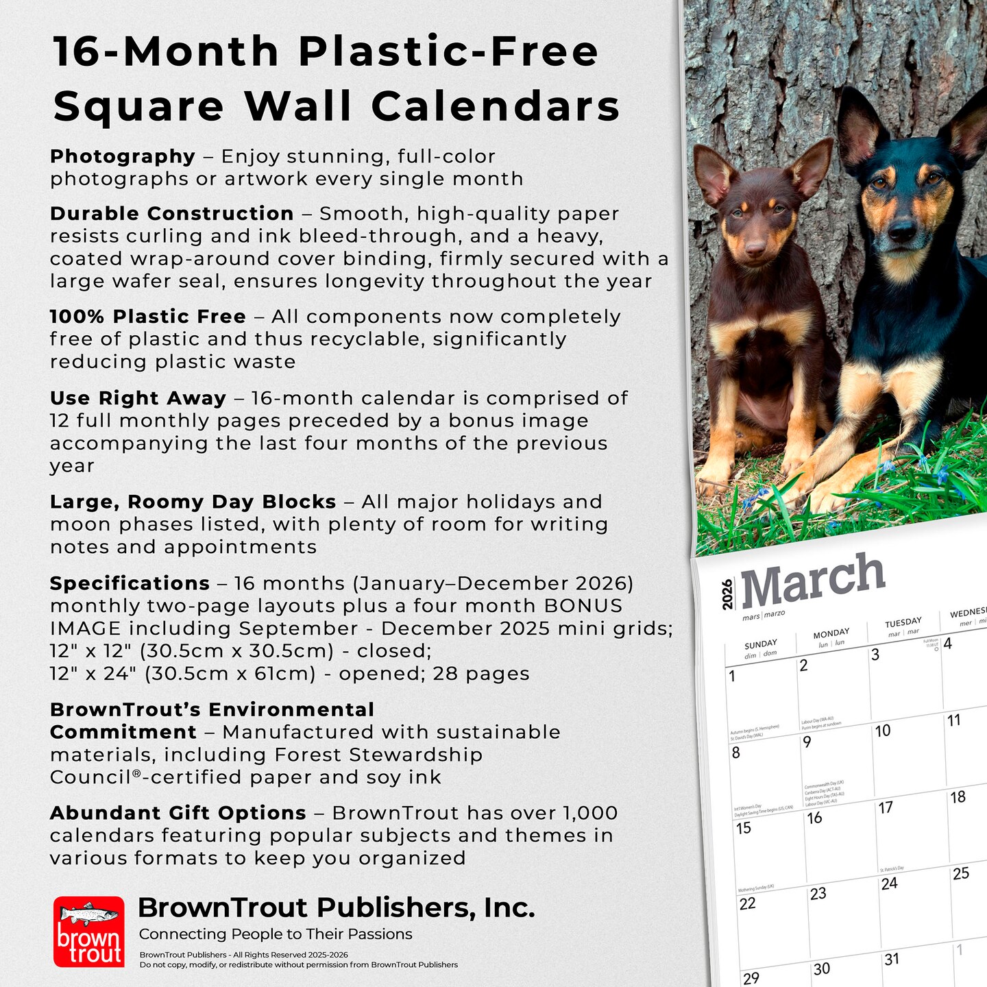 Australian Kelpies | 2026 12 x 24 Inch (Hanging) Monthly Square Wall Calendar | Plastic-Free