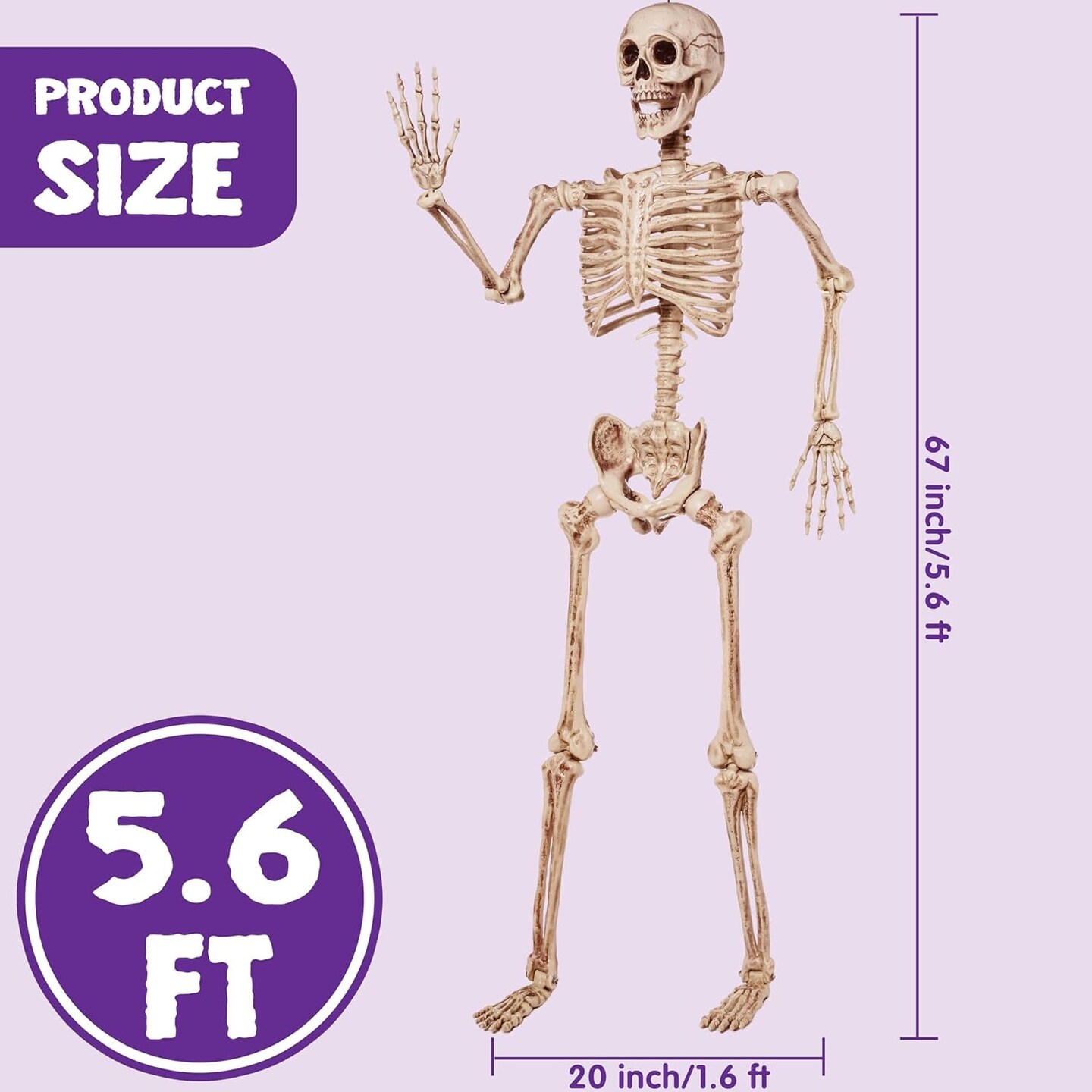 5.6 FT Life Size Skeleton