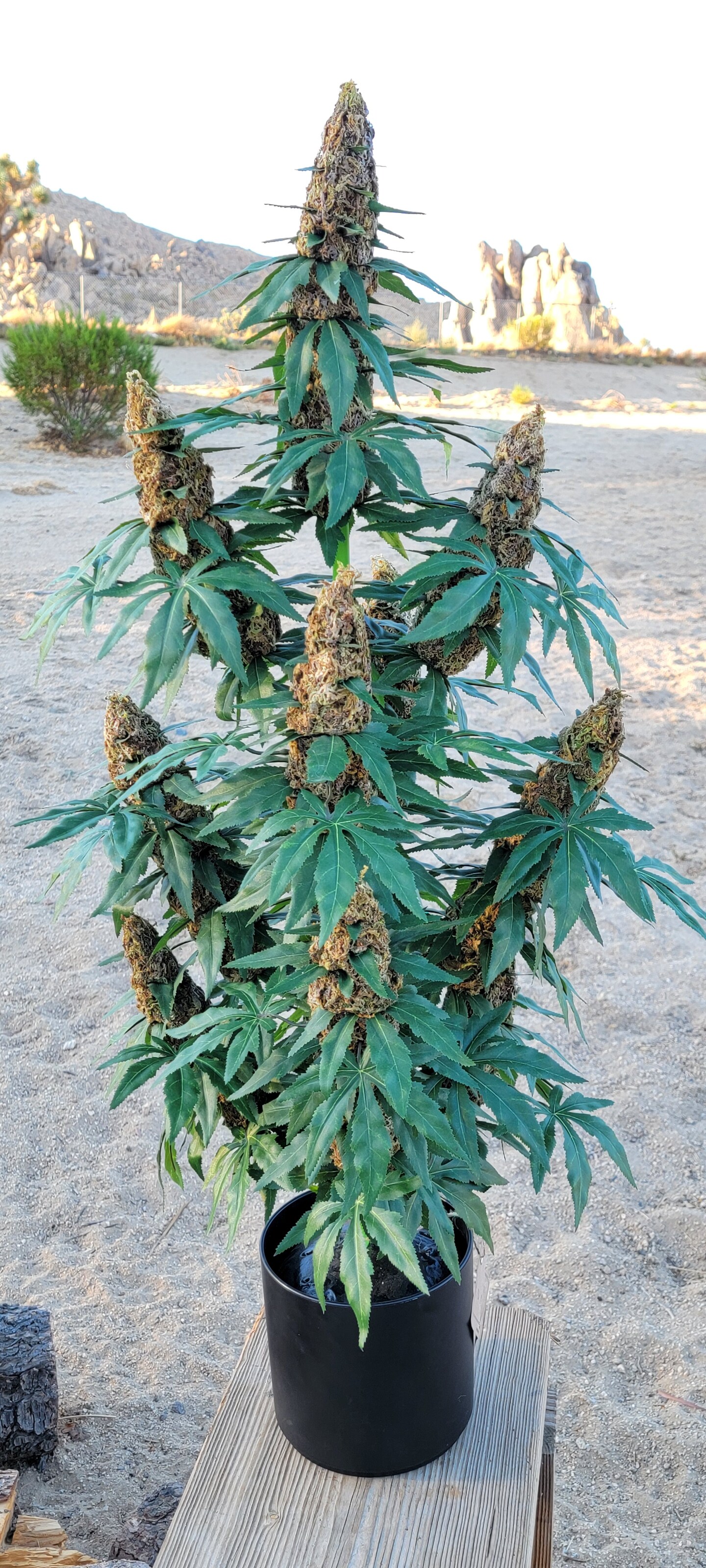 40" Artificial Marijuana Plant - Fake Weed Cannabis XXL (420) Decoration | FAUX-20 - image9