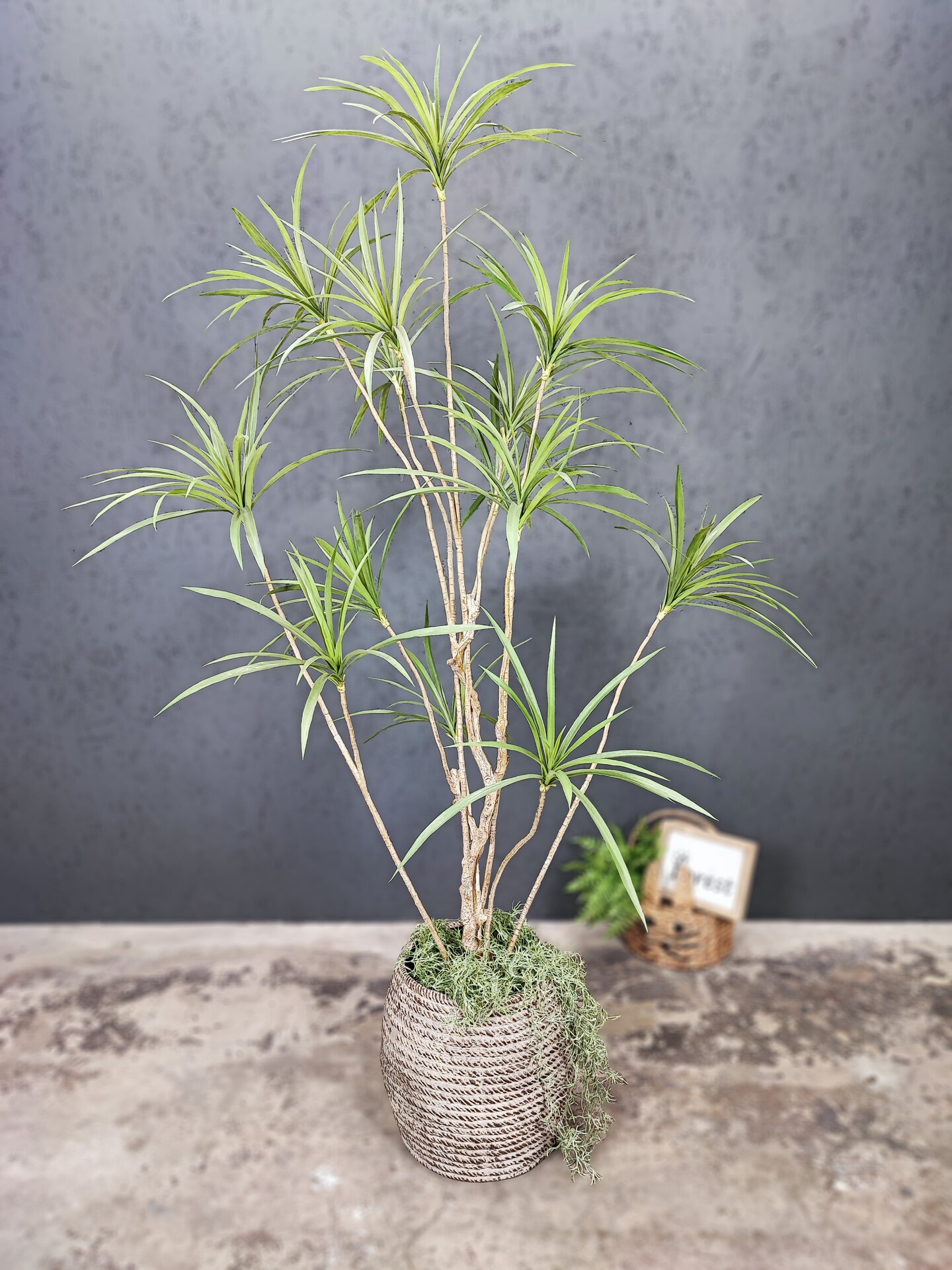 indoor spider plant Spider Plant Variegated Houseplant – Easy To Grow Bulbs