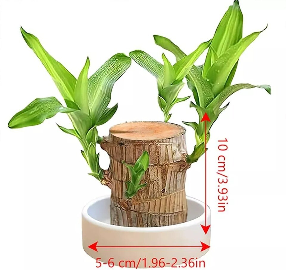Mini Brazil Lucky Wood Hydroponic Potted Plant Lucky Plants Indoor for Desktop