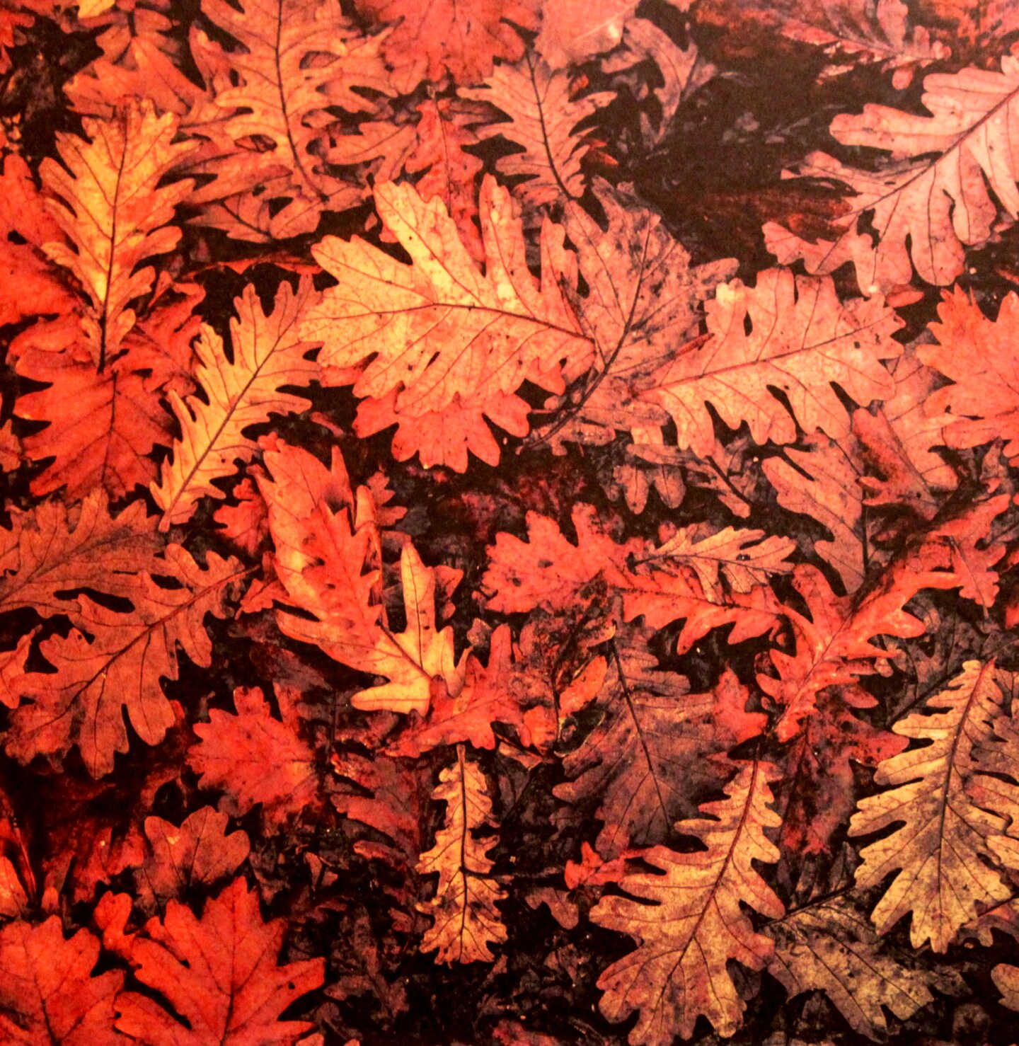 Craft Smith Autumn Dream/Fallen Leaves 12 x 12 Lt. Cardstock Paper